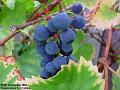 2003-1001-grapes
